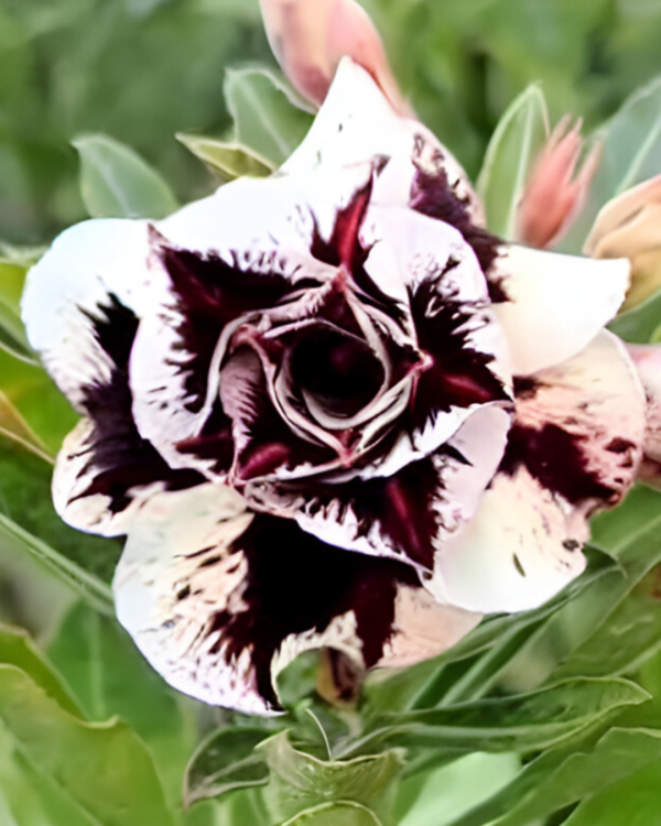 Podadinha - Rosa Do Deserto Lilac Frost - Imagem 5