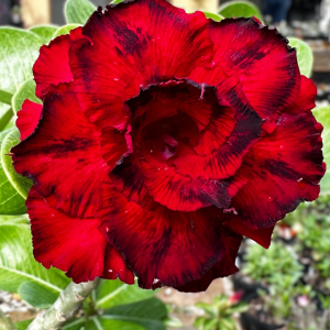 Podadinha - Rosa Do Deserto Amor de Mãe