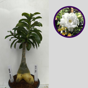 1801 04 Big caudex White Angel