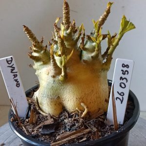 2603 58 Arabicum Dynamo