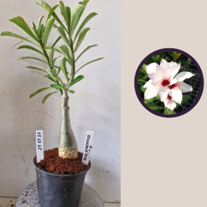 2903 37 A Thousand Years