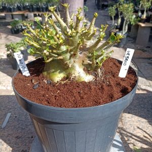 0104 01 Arabicum Urbano Adulta