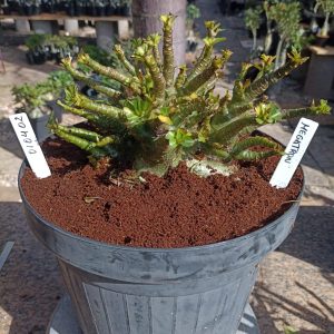0104 02 Arabicum Megatron Adulta