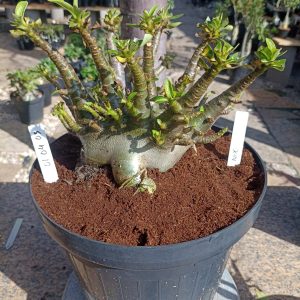 0104 03 Arabicum Nix Adulta