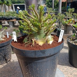 0104 05 Arabicum RBL Adulta