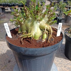 0104 07 Arabicum Ultron Adulta