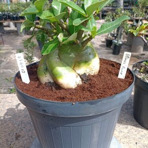 0104 08 Arabicum Optimus Prime Variegata Adulta