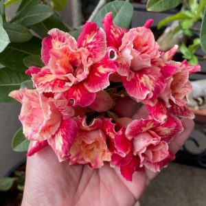 Baby - Rosa Do Deserto Lotus