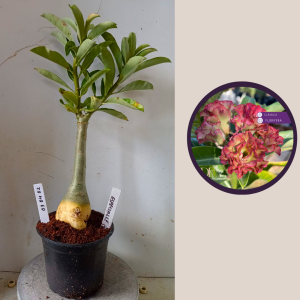 0304 02 Rosa do Deserto Especialle