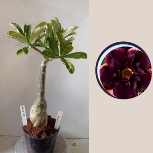 0304 38 Rosa do Deserto P-200