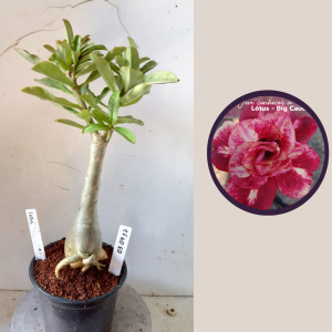 0304 37 Rosa do Deserto Lotus