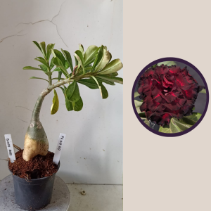 0304 36 Rosa do Deserto Blood Ruby