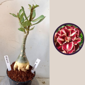 0304 33 Rosa do Deserto Van Helsing