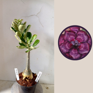 0304 32 Rosa do Deserto Indigo Glaze