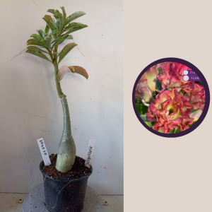 0304 07 Rosa do Deserto Especialle