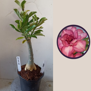 0304 09 Rosa do Deserto Mau