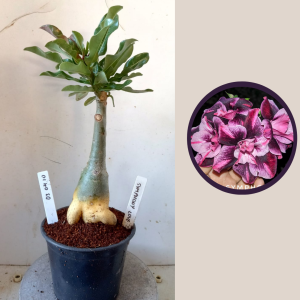 0304 10 Rosa do Deserto Symphony Love