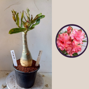 0304 25 Rosa do Deserto Arizona