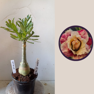 0304 23 Rosa do Deserto Agatha de Fogo