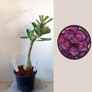 0304 15 Rosa do Deserto Indigo Glaze