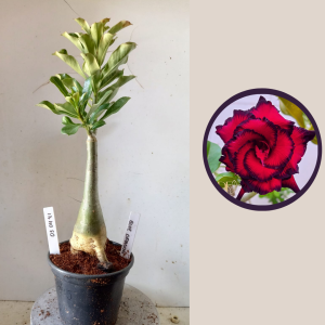 0304 41 Rosa do Deserto Blue Dragon