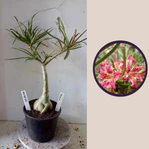 0304 44 Rosa do Deserto Crispum