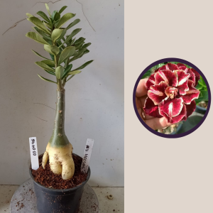 0304 46 Rosa do Deserto Van Helsing