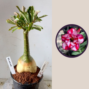 0404 47 Rosa do Deserto Cristal