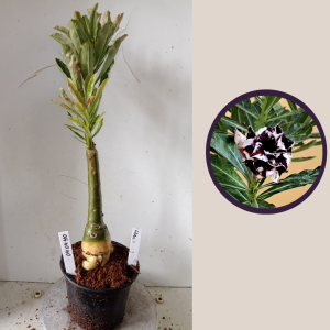 0404 40 Rosa do Deserto Lilac