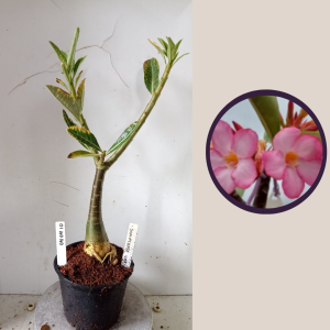 0404 10 Rosa do Deserto Somalense Variegata