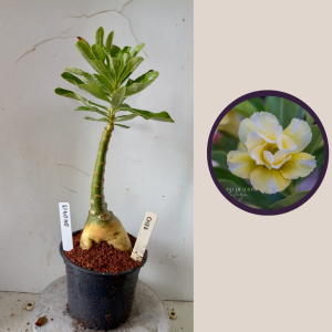 0404 13 Rosa do Deserto Chee