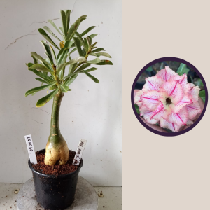 0404 37 Rosa do Deserto Rei Davi 2