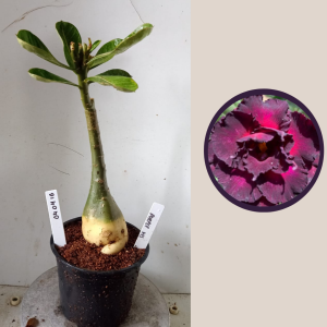 0404 16 Rosa do Deserto Purple Years