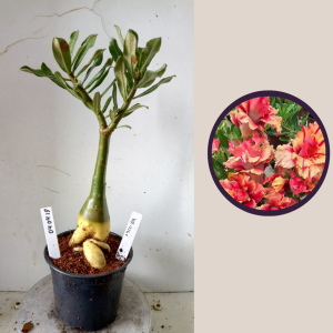 0404 18 Rosa do Deserto KR-226