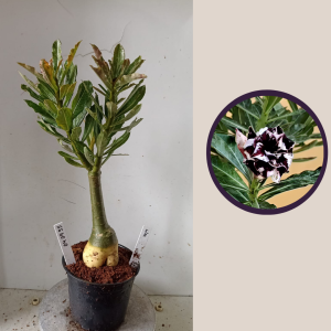 0404 35 Rosa do Deserto Lilac