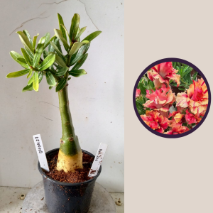 0404 27 Rosa do Deserto KR-226