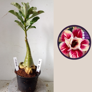 0404 21 Rosa do Deserto Egg Roll