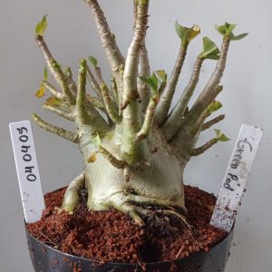 0404 05 Arabicum Green Pod