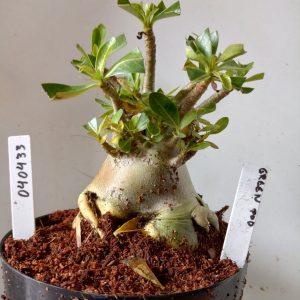 0404 33 Arabicum Green Pod