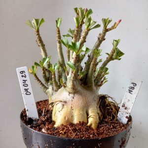 0404 29 Arabicum PBN