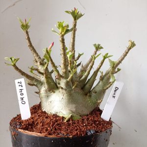 0404 22 Arabicum Dwaf