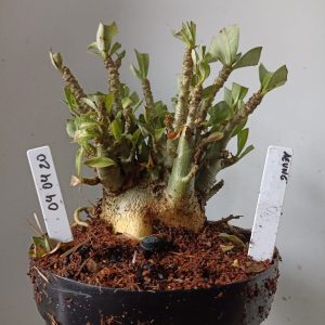 0404 20 Arabicum Aeung