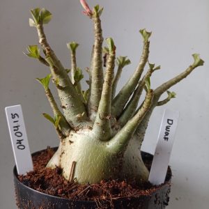 0404 15 Arabicum Dwaf