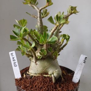 0404 14 Arabicum Onyx