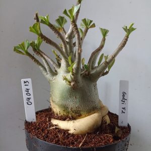 0404 13 Arabicum Godji F2