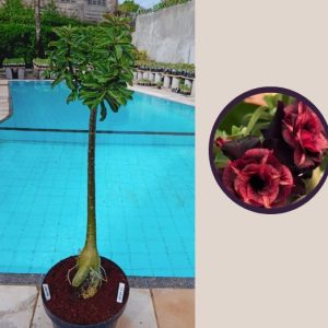 0404 01 Anaconda Vampira