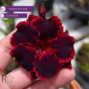 Baby - Rosa do Deserto Zoe