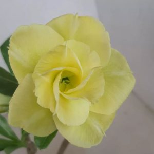 Baby - Rosa Do Deserto LM528