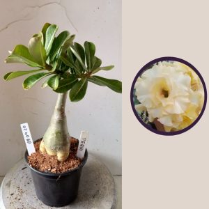 0904 20 Rosa do Deserto Pequi