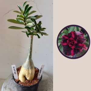 0904 17 Rosa do Deserto Ferrari Black